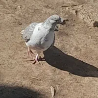 چند عدد کبوتر سالم و سرحال|پرنده|هیر, |دیوار