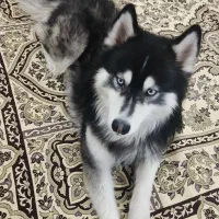 سگ هاسکی نژاد اصیل یک ساله