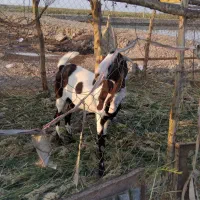 بز افغانی|حیوانات مزرعه|خرمشهر, |دیوار