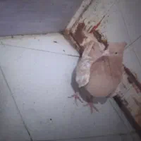 کفترسینه|پرنده|تربتحیدریه, آغوی|دیوار