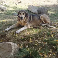 واگذاری ماده عراقی