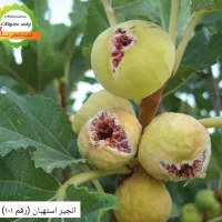 نهال گلدانی انگور و انجیر و گل