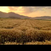 گندم آبی فرانسوی رقم آناپورنا|عمده‌فروشی|بلداجی, |دیوار