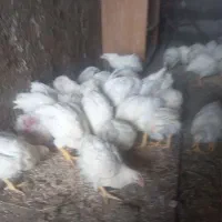 جوجه گوشتی حدود ۵۰عدد