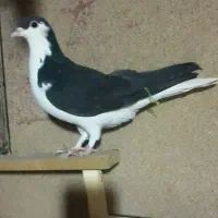 یه جفت چادری دم تخم|پرنده|تهران, شهرک آزمایش|دیوار