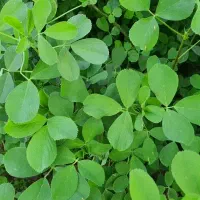 یونجه و کاه