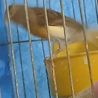 قناری ماده|پرنده|خمینی‌شهر, |دیوار