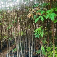 نهال،خاک گلدان،درختچه، مرکبات ،خاک برگ|خدمات باغبانی و درختکاری|شیراز, تل حسینآباد|دیوار