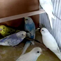 مرغ عشق کوتوله فنچ عروس نرگسی|پرنده|قم, نخودی|دیوار