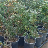 حراج تعدادی رز مهندسی زیر قیمت