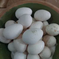 تخم بوقلمون نطفه دار برنز