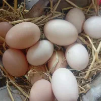تخم مرغ لاری اصیل