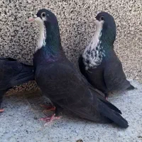 دوجفت سیاه رسمی.