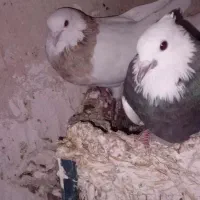 کبوتر طوقی و یال سیاه|پرنده|کازرون, |دیوار