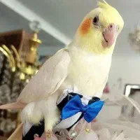 عروس هلندی های دستی و بامزه