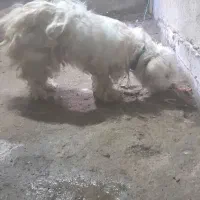 سگ پشمی ماده