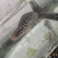 اکواریوم|ماهی|خوی, |دیوار