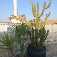 فروش گل های باغچه ای زیبا|گل و گیاه طبیعی|بابل, |دیوار