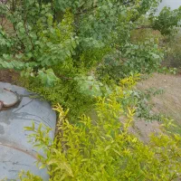 زمین باغی درباقرآباد|فروش زمین و ملک کلنگی|رامیان, |دیوار