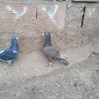 7تا پرشی|پرنده|نیشابور, فضل|دیوار