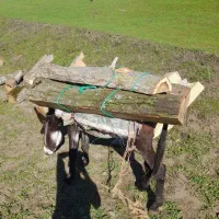 خریدار انواع چوب الات|خدمات باغبانی و درختکاری|گرمی, |دیوار