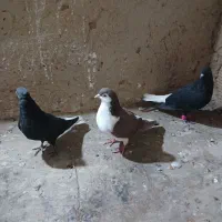 کبوترپرشی|پرنده|شیروان (خراسان), |دیوار