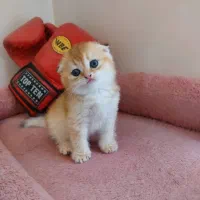 گربه گلد ان وای ۱۲
