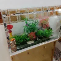 آکواریوم