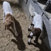 بز دوقلو افغانی اصل اهواز شادگان