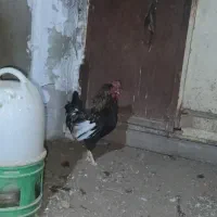 خروس چهل تاج