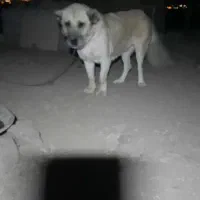 دو عدد سگ سراب و عراقی ماده