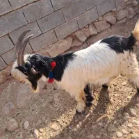 بیگ تخمی
