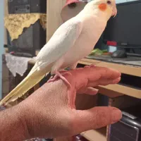 طوطی عروس هلندی