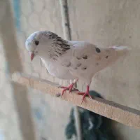 کفتر کبوتر گرفتنی