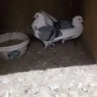 کبوترهای شازده سبزوشازده سیاه بسیارزیبا|پرنده|قائمشهر, |دیوار