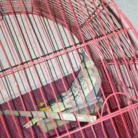 عروس هلندی|پرنده|مشگین شهر, |دیوار