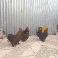 ۳ سه بابا 3 تا مرغ و خروس کوشین خیلی زیبا تخم گذار|حیوانات مزرعه|شهریار, شهریار|دیوار