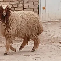 بره گوسفند قوچ بز