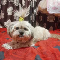 واگذار شیتزو کراس|سگ|گرگان, |دیوار