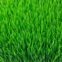 علوفه تازه مناسب دام و طیور