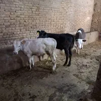 گوساله نر های وارداتی