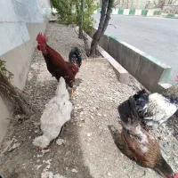 دوتا مرغ دوتا خروس