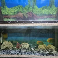 آکواریوم سالم با تمام متعلقات