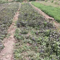 سبزیجات