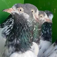 پاکستانی درجه یک