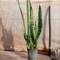 گل بنجامین وسانسوریا