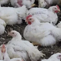 زمین-با-پروانه-تاسیس-مرغداری-و-دامداری