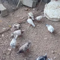 کبوتر|پرنده|محمدیه-قزوین, |دیوار