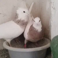 کبوتر طوقی مهر