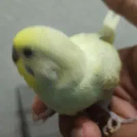 جوجه مرغ عشق زیبا